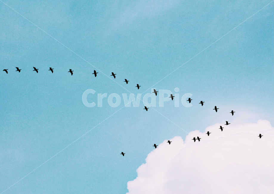 하늘,구름,새,sky,cloud,동물,animal,조류,새,birds