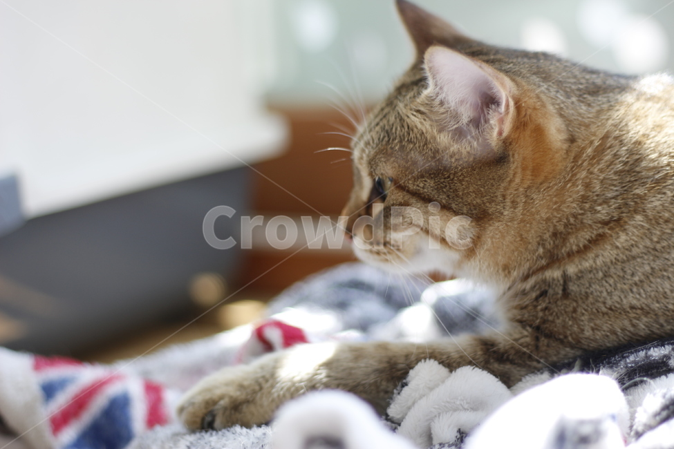 동물,고양이,반려동물,애완동물,반려묘,cat,pet,animal,kitten,길고양이,집사,코리안숏헤어,코숏,동물,animal,고양이,cat,kitten,kitty