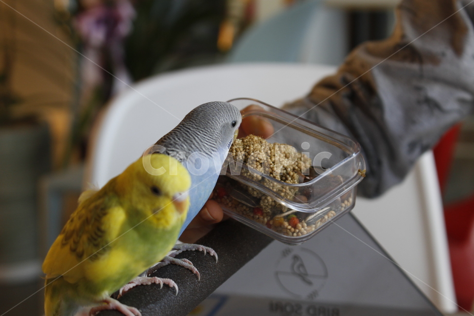 동물,새,앵무새,잉꼬,animal,parakeet,parrot,열대동물,동물,animal,조류,새,birds