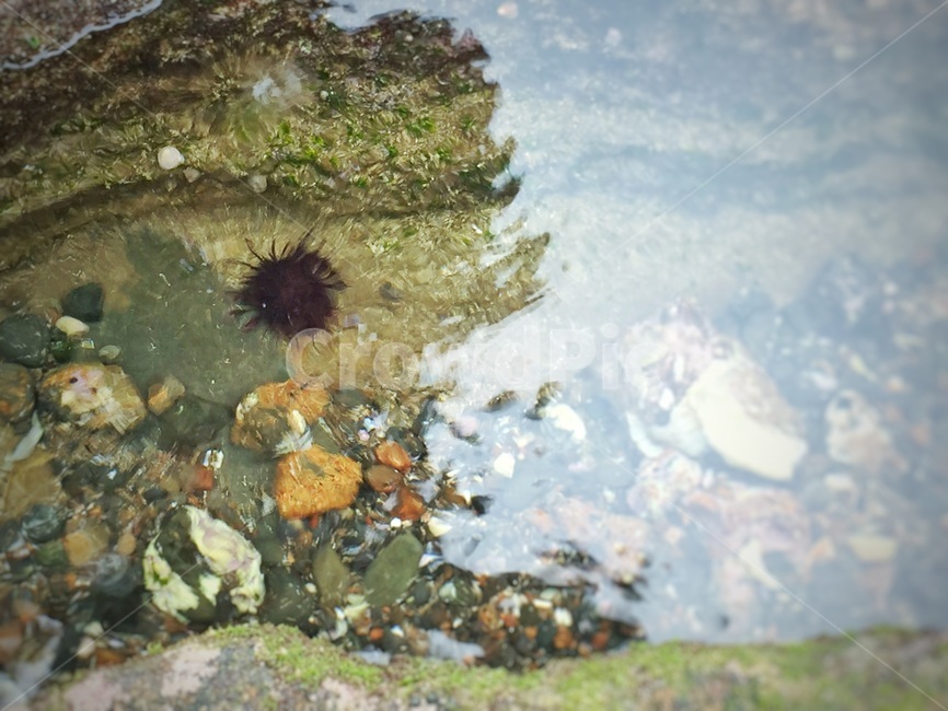 성게,바다,바닷가,물,돌,조약돌,일렁임,갯벌,제주도,seaurchin,sea,ocean,coast,beach,water,swaying,clearwater,rock,mudflat