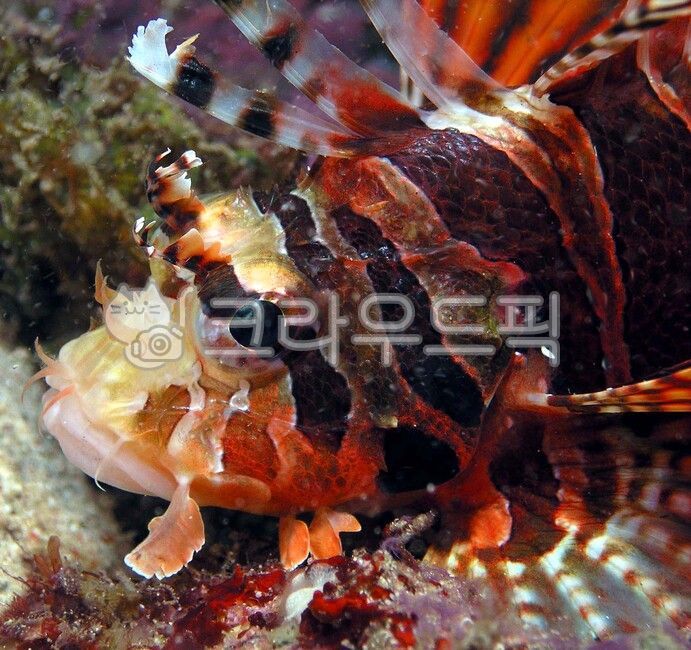 water,물,피시,쏠베감팽,해양생물