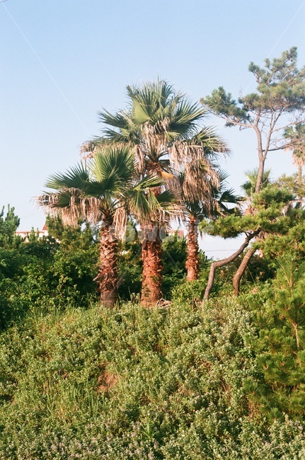 제주,풍경,야자수,하늘,제주도,자연,풍경,nature,landscape,plant,식물