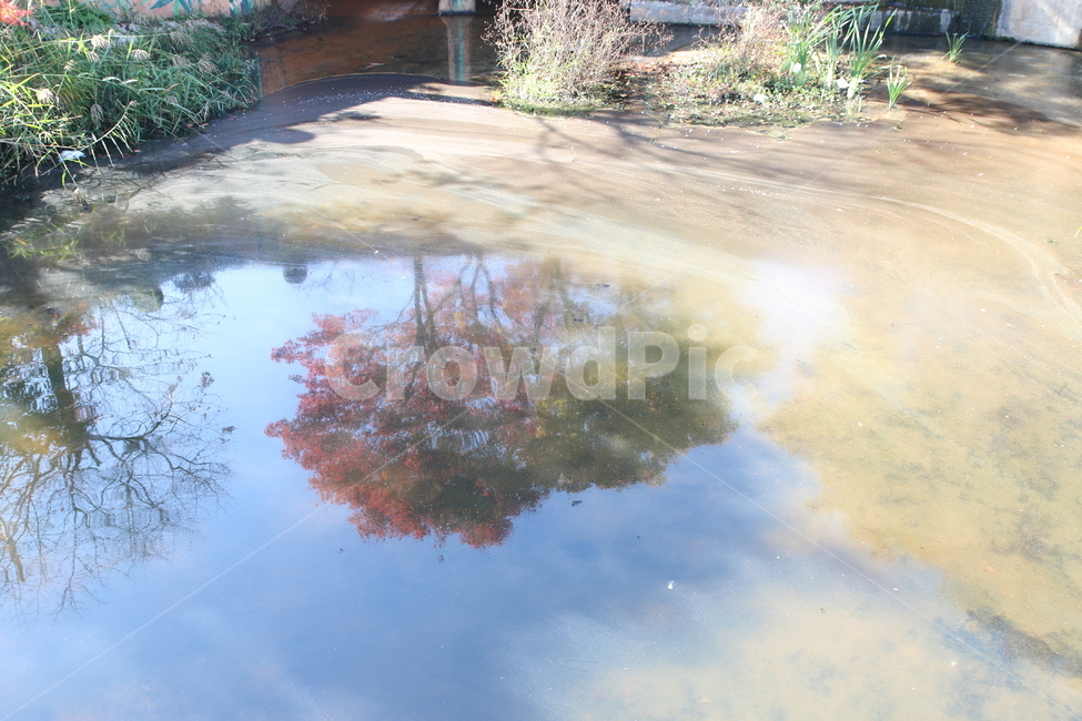 나무,단풍,저수지,물그림자,하늘,자연,풍경,nature,landscape,puddle,흐리게 하다