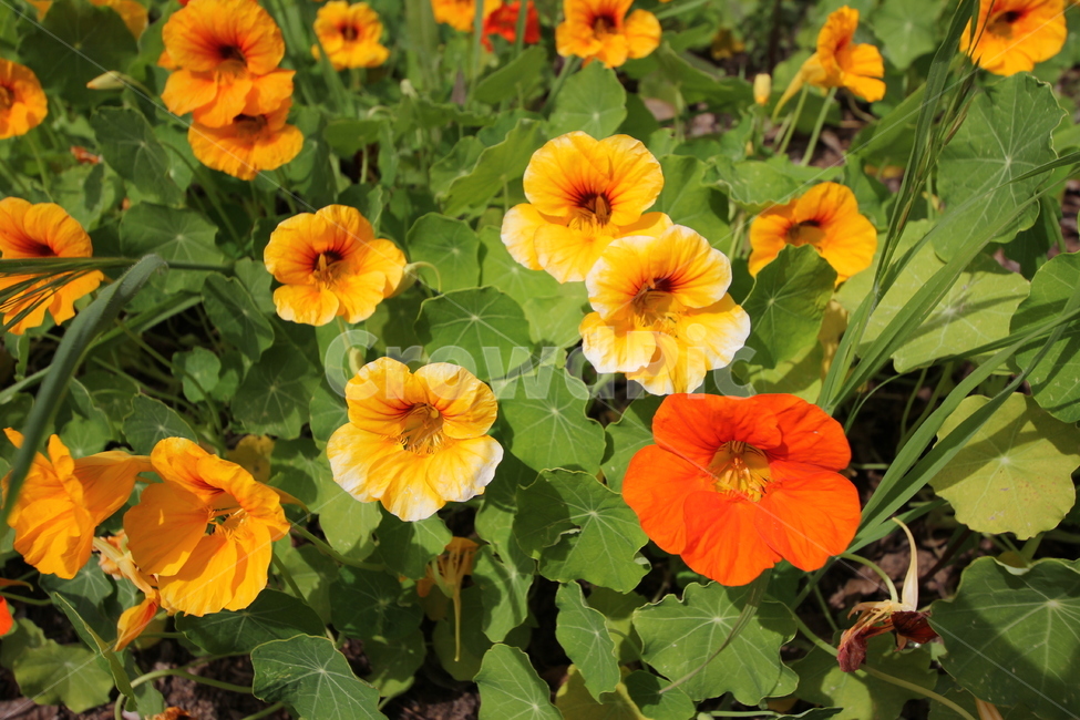 봄,꽃,정원,spring,노란꽃,식물,식물,자연,plants,nature,꽃,flower
