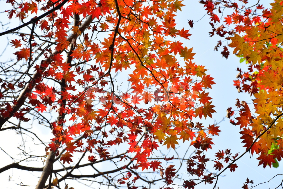 가을,단풍,자연,풍경,북한산,잎,단풍잎,붉은,나무,계절,계곡,숲,힐링,plant,fall,autumn,season,forestnature,landscape,한국자연풍경,한국자연경관,korea,tree,maple,leaf,가을,계절,fall,autumn,season,자연,풍경,nature,landscape,식물,plants,나무,trees,wood