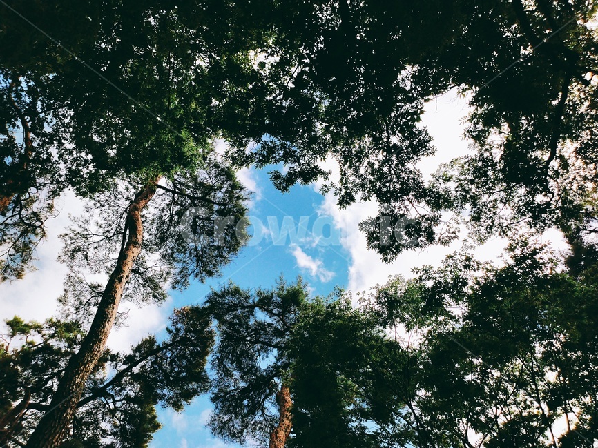 tree,plant,식물,나무,푸른나무