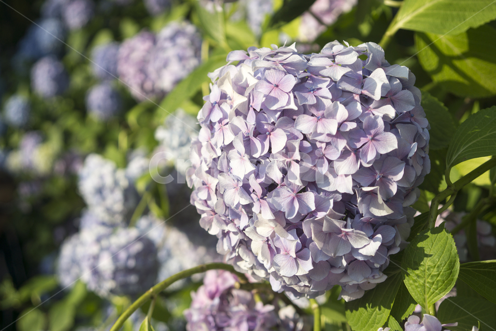 plant,식물,flower,blossom,꽃,수국,식물,자연,plants,nature,꽃,flower