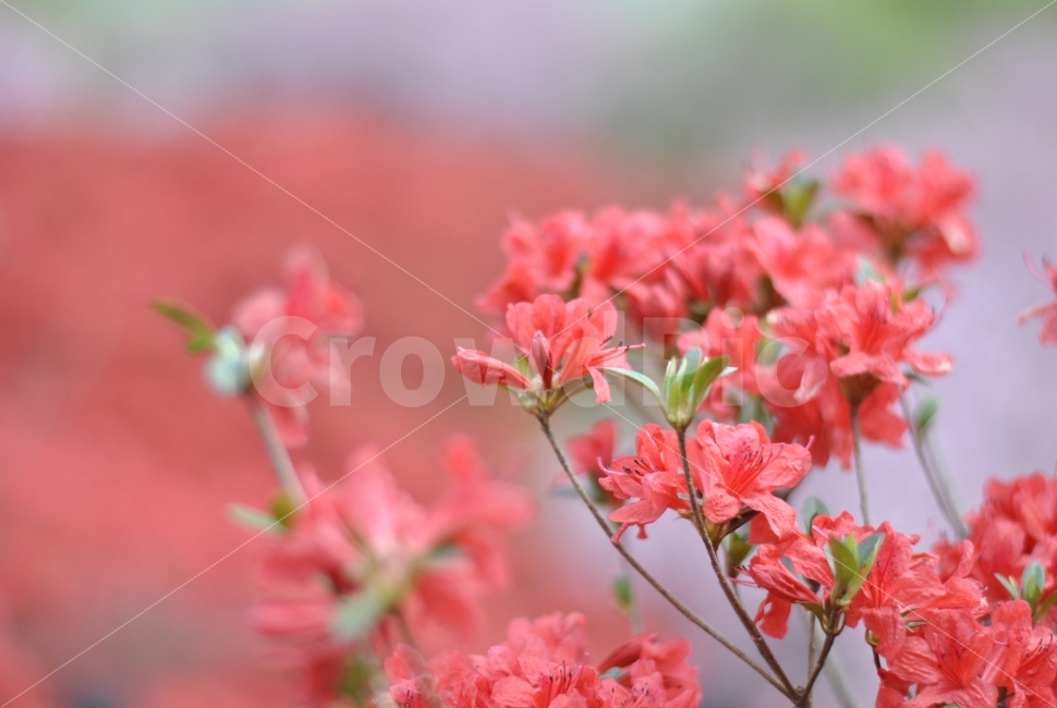 풍경,꽃,봄,자연,나무,Flower,tree,nature,spring,식물,plant,빨간색,red,봄,계절,spring,season,식물,자연,plants,nature,꽃,flower,감성,sensible,feeling,blossom,geranium,제라늄