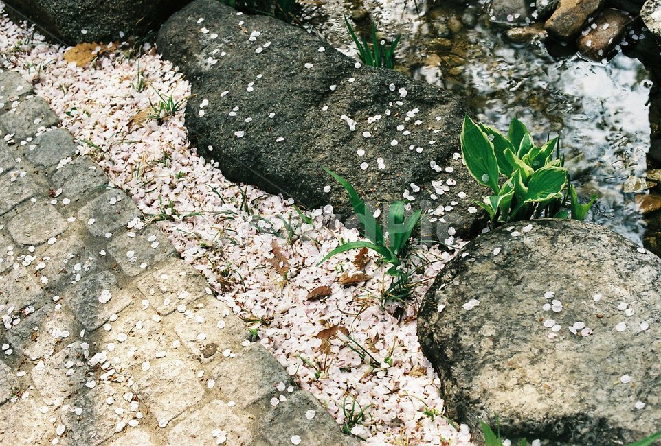 벚꽃,벚나무,cherryblossom,봄,4월,꽃,식물,자연,풍경,꽃잎,나무,sakura,spring,flower,계절,봄,계절,spring,season,식물,자연,plants,nature,꽃,flower,ground,바닥,rock,록