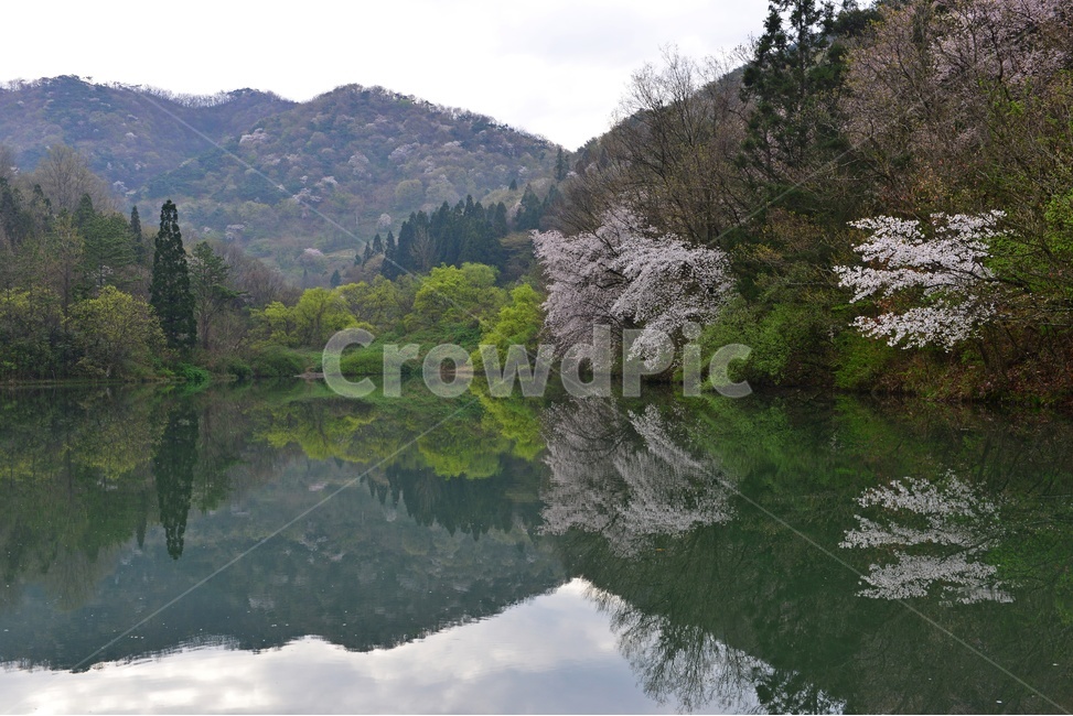 fir,전나무,plant,식물,tree,나무,nature,자연,outdoors,옥외,water,물,화순세량지,화순,세량지,세량지의봄,벚꽃,반영,봄,계절,spring,season,자연,풍경,nature,landscape
