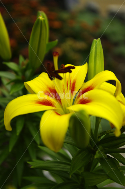 백합,식물,꽃,flower,plant,color,식물,자연,plants,nature,꽃,flower