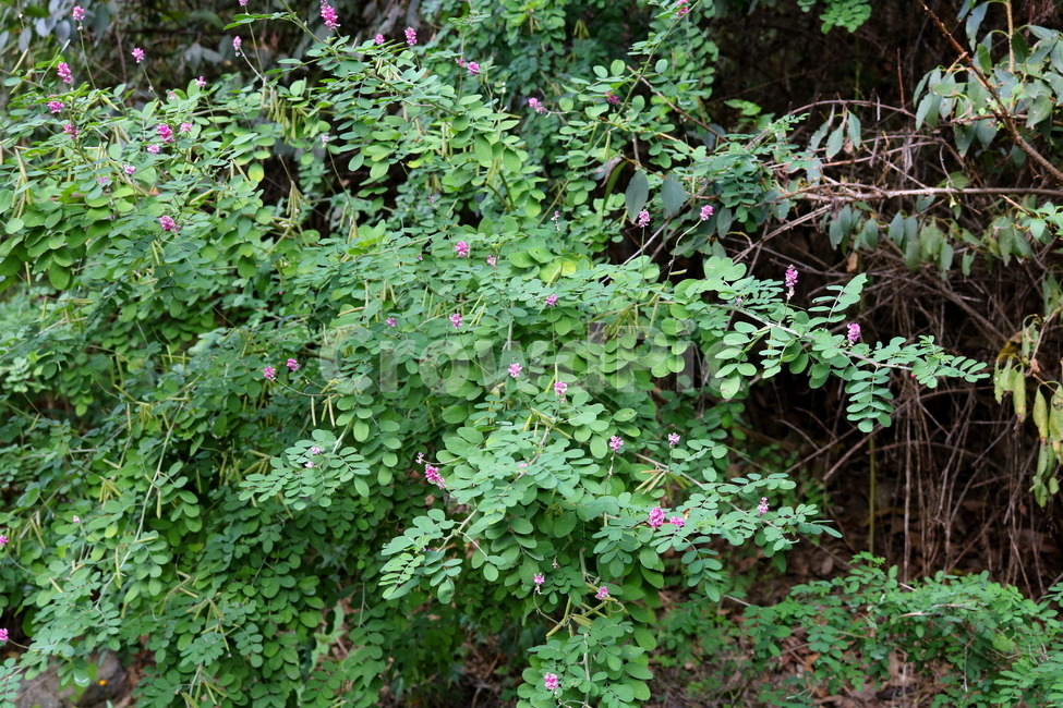 싸리나무,나무,꽃,식물,자연,풍경,콩과식물,야생화,식물,자연,plants,nature,꽃,flower
