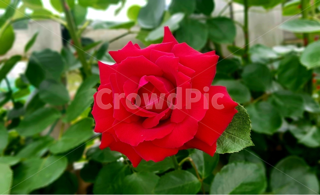 장미,꽃,빨강,식물,자연,rose,flower,red,plant,nature,빨간색꽃,장미꽃