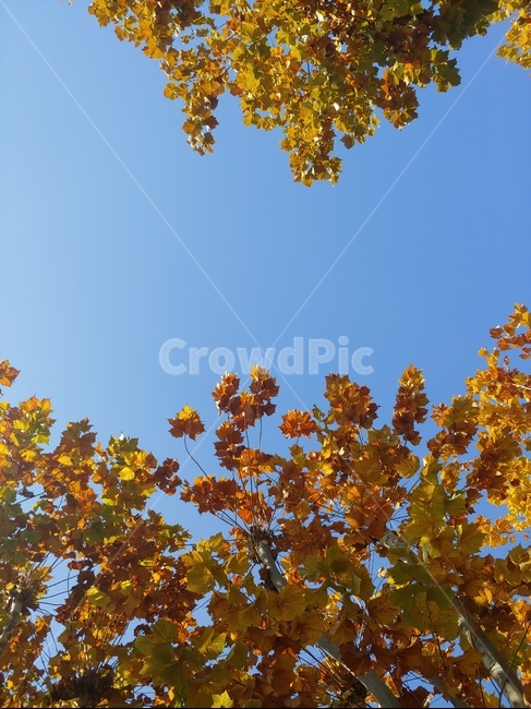 식물,잎,leaf,tree,나무