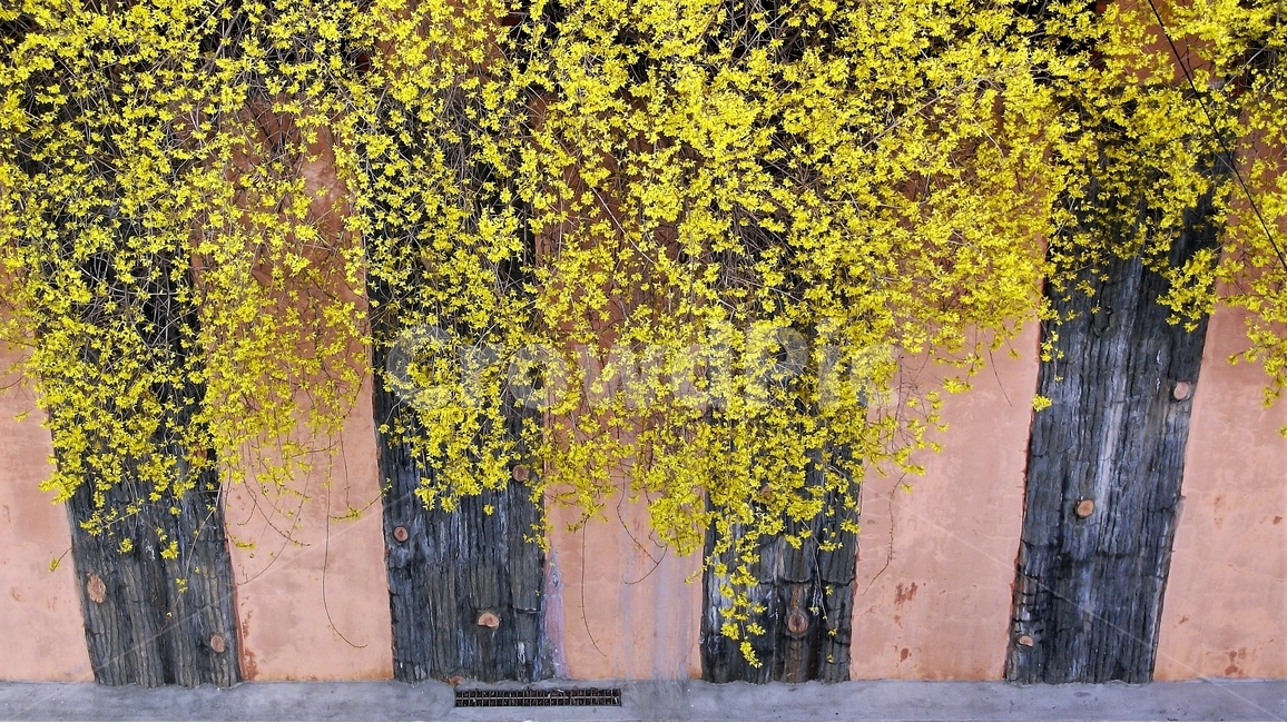 개나리,봄,노랑,꽃,담장,식물,spring,nature,bloom,petal,floral,scent,beautiful,plant,flower,봄소식,배경화면,식물,자연,plants,nature,꽃,flower