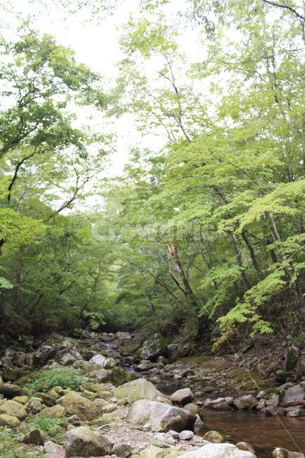 산,구름,풍경,자연,나무