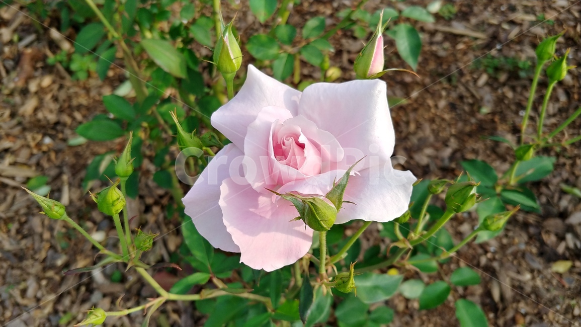 flower,꽃,식물,rose,장미,식물,자연,plants,nature,꽃,flower