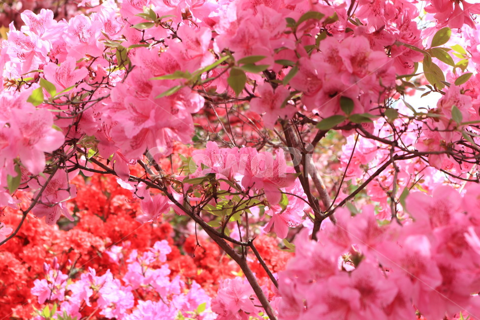 철쭉,봄,꽃,분홍색,식물,spring,클로즈업,flower,자연