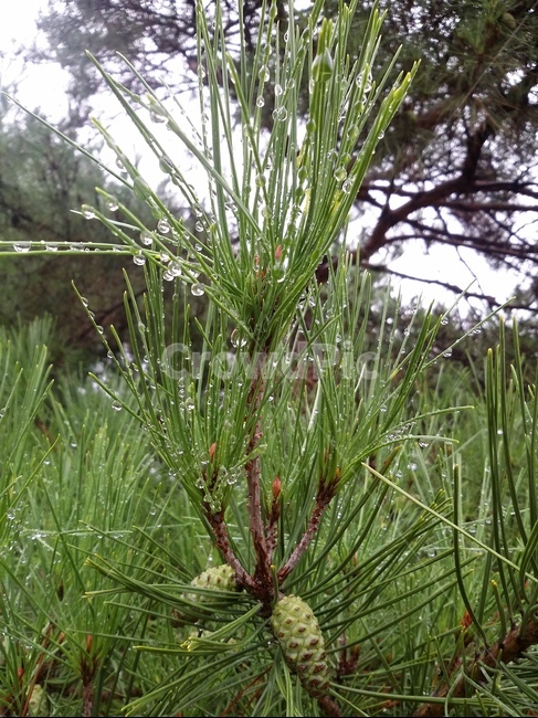 식물,plant,소나무,나무,tree,pine,식물,자연,plants,nature