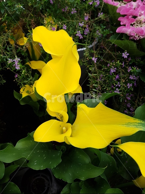 꽃,flower,식물,plant,blossom,노란색,녹색,분홍색,자연,아름다움