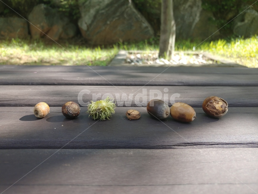 도토리,열매,벤치,일렬,작은,acorn,햇살,그림자,자연,flower,가을,과일,열매,fruit