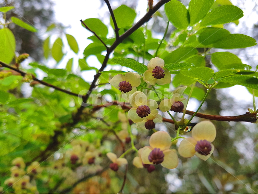 제주꽃,봄꽃,물방울,비오는날,비오는날풍경,제주풍경,flower,nature,식물,자연,plants,nature,꽃,flower