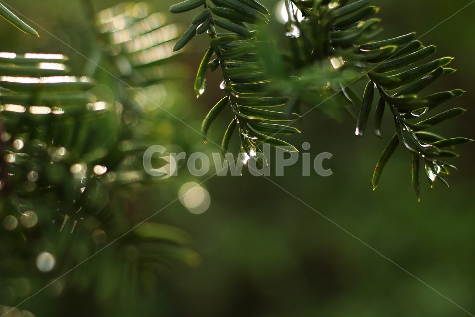 wetlesves,leaf,물방울,잎사귀,나뭇잎