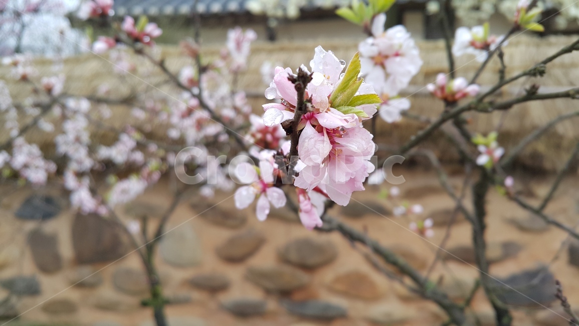 봄,봄꽃,벚꽃,핑크색,계절,자연,배경,예쁜,nature,flower,꽃축제