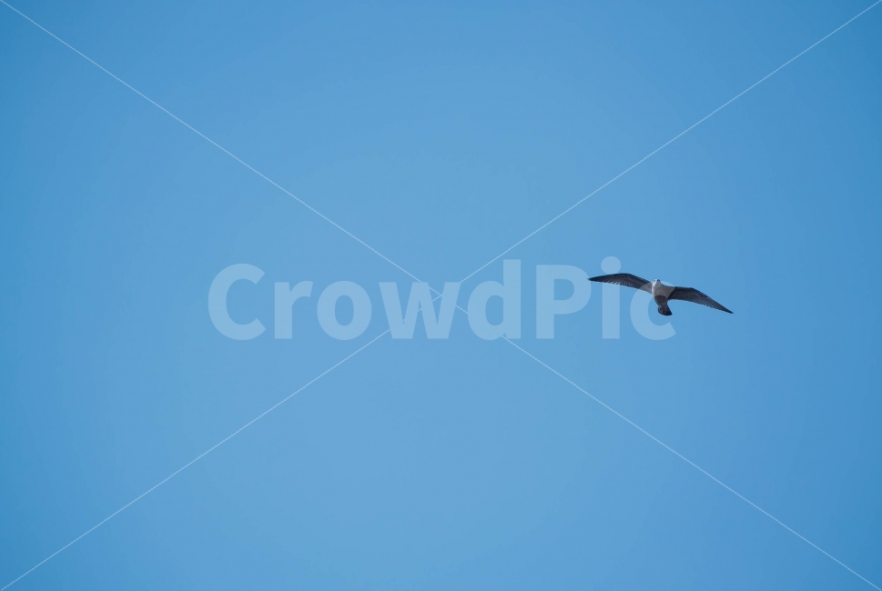 갈매기,하늘,자유,편안,시원,동물,animal,조류,새,birds