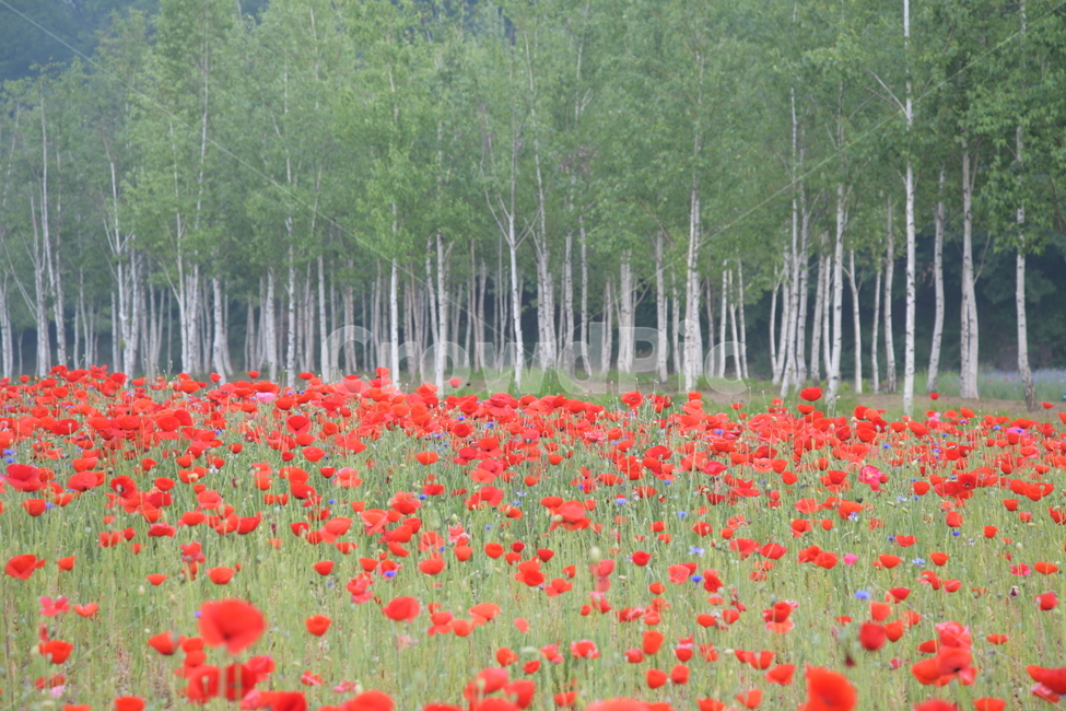 plant,식물,tree,나무,자작나무,양귀비,공원,봄,자연,풍경,nature,landscape