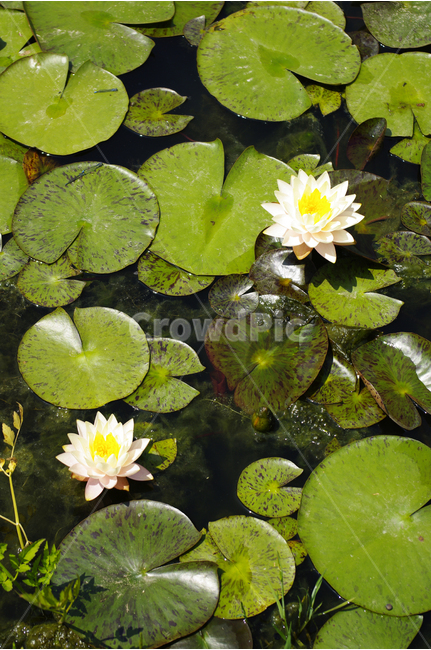 연못,수련,수생식물,식물,자연,꽃,flower,color,식물,자연,plants,nature,꽃,flower