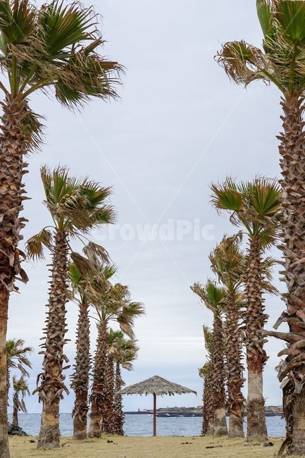 야자수,나무,제주도,제주풍경,jeju,자연,풍경,nature,landscape,제주도,jeju,jeju island,tree,plant,식물,palm tree,arecaceae,Arecaceae