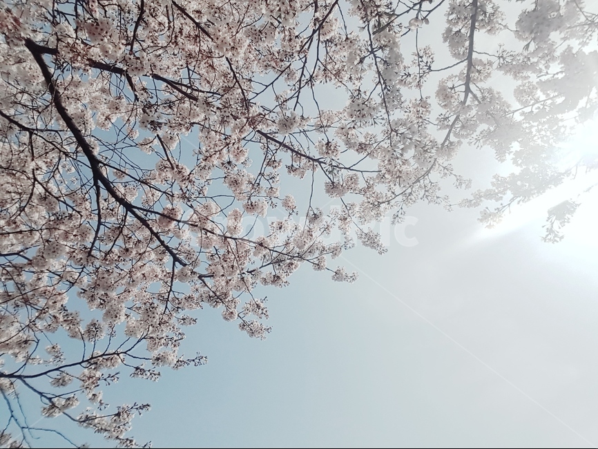 벚꽃,봄,하늘,햇살,콫,감성,봄,계절,spring,season,식물,자연,plants,nature,꽃,flower,plant