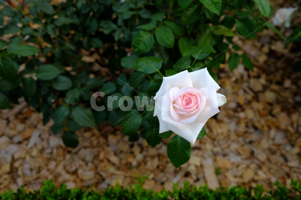 장미,꽃,식물,하얀장미,rose,flower,plant,blossom