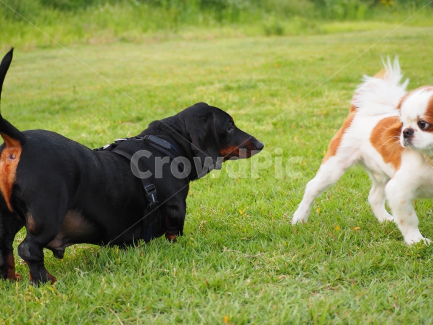 강아지,개,시추,시츄,닥스훈트,동물,animal,포유류,mammal,개,강아지,dog,doggy