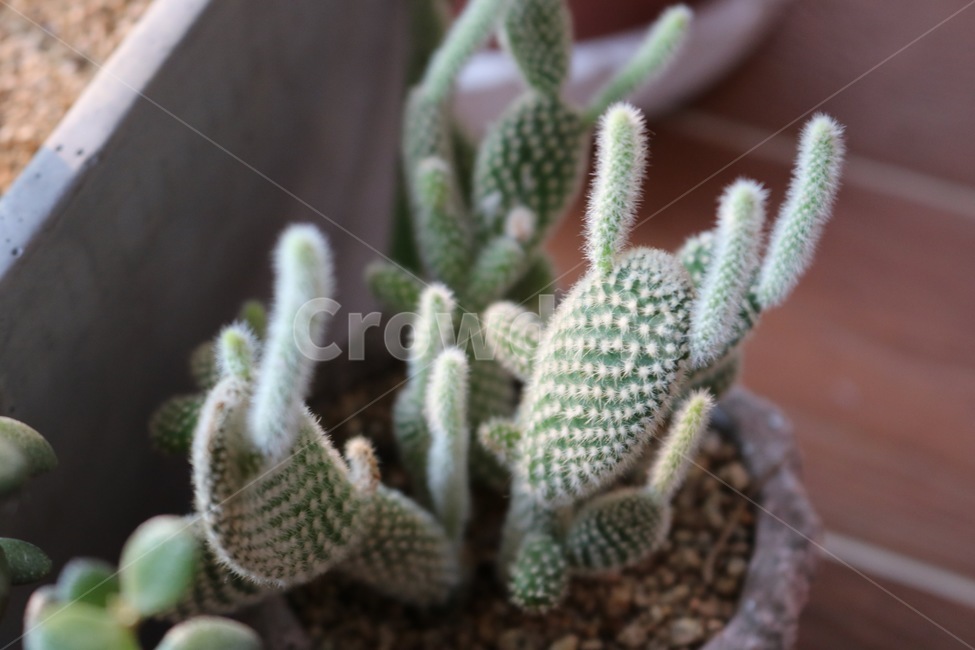 식물,선인장,plant,화분,집,빛,햇빛,실내용화초,화분,화초,house plant