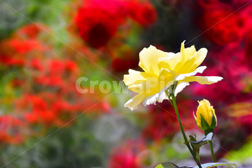 장미,보케,빨강꽃,노랑꽃,꽃,접사,마크로,노랑장미,로즈,rose,flowers,시즌,계절,식물,나무꽃,아름다운,화사한,예쁜,색감,빨강색,red,장미축제,장미원,화단,정원,가든,꽃밭,garden,rosegarden,식물,자연,plants,nature,꽃,flower