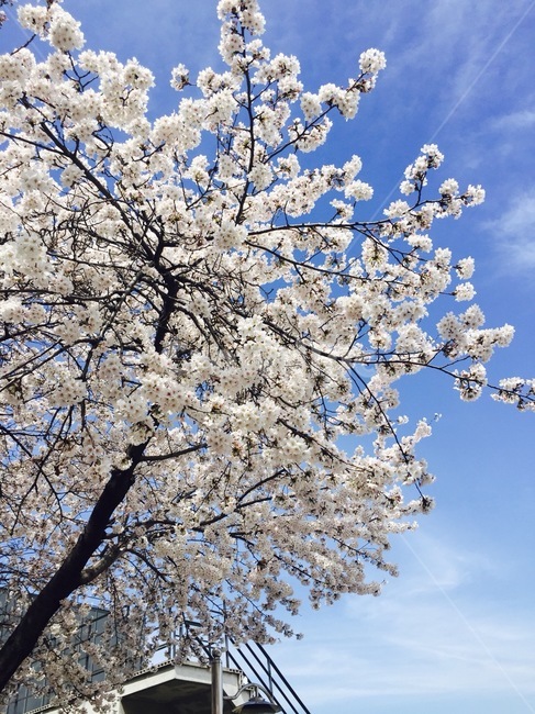 벚꽃,나무,하늘,맑음,꽃,봄,계절,spring,season,식물,자연,plants,nature,꽃,flower,나무,trees,wood,plant,blossom