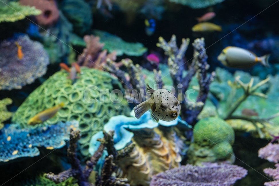 물고기,생선,니모,수족관,아쿠아리움,헤엄,수영,물,동물,어류,상어,산호,aquarium,fish,동물,animal,어류,물고기,fish