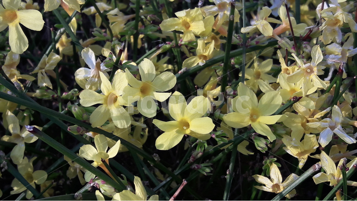 노랑,봄,아름다움,꽃,안산수목원,봄,계절,spring,season,식물,자연,plants,nature,꽃,flower,plant,blossom