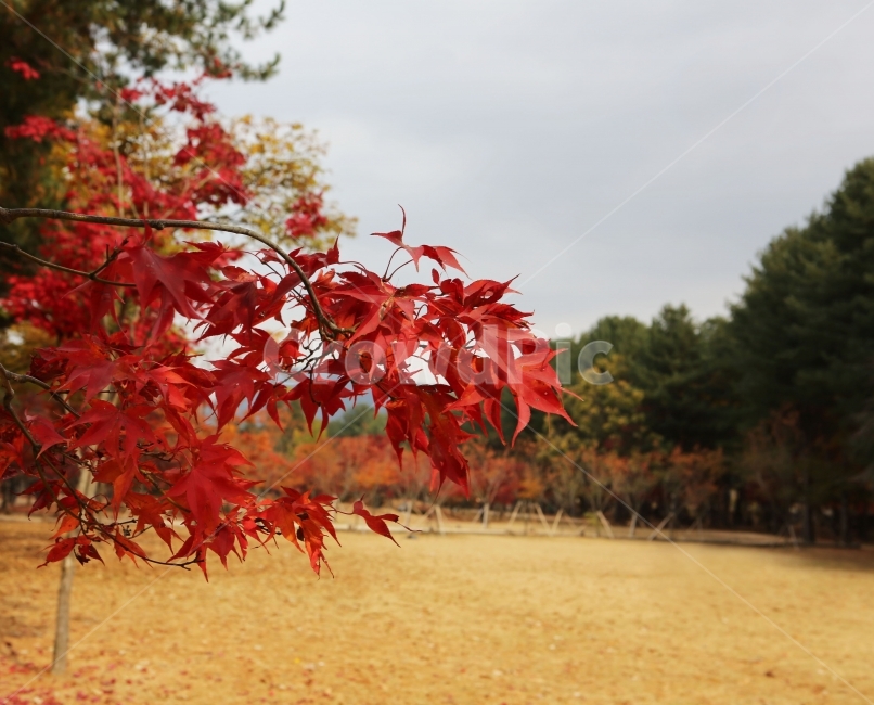 가을,autumn,빨간색,단풍,계절,nature,감성,feeling,fall,season,풍경,landscape,식물,자연,sensible,tree,나무,가을,계절,fall,autumn,season,식물,자연,plants,nature,leaf,잎,plant