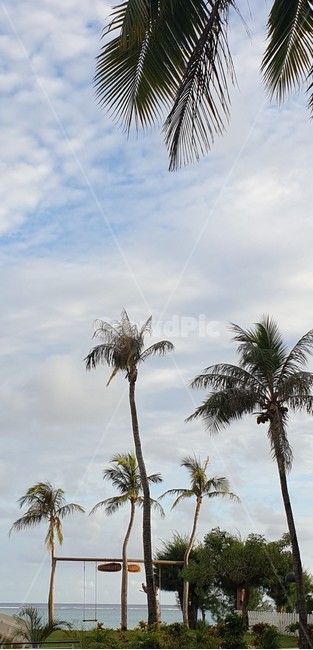 야자수,여름,summer,나무,tree,coconuttree,휴양지,지상낙원,사이판