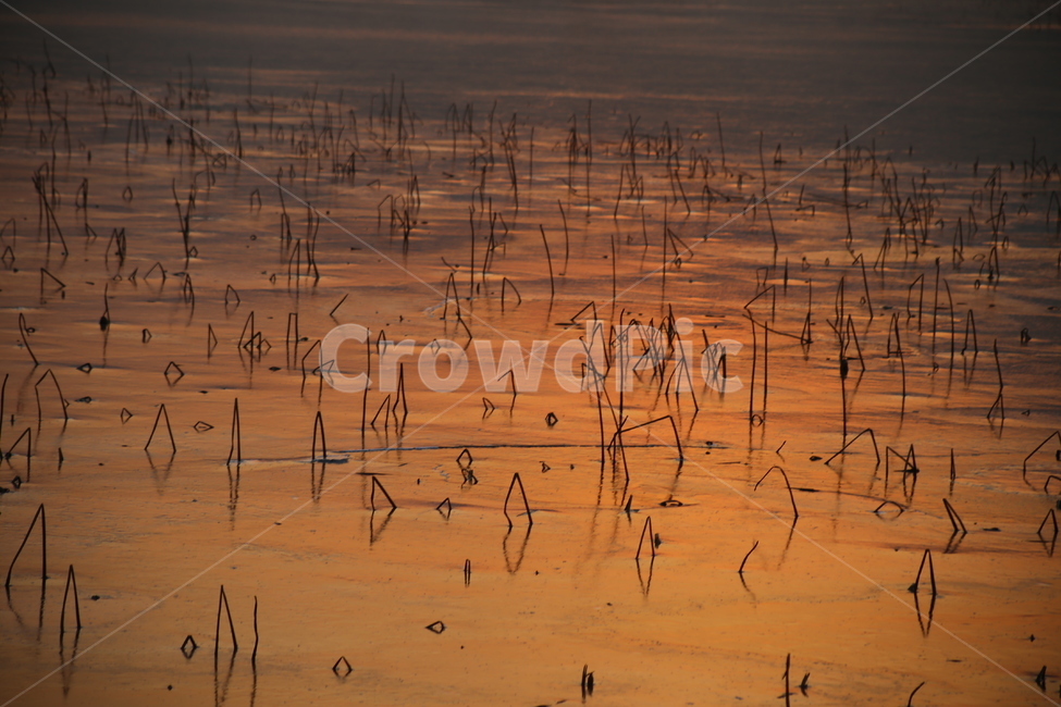 연밭,석양,인연,고요,생명,고뇌,침묵,자연,풍경,nature,landscape,식물,plants,outdoors,옥외,land,땅,water,물