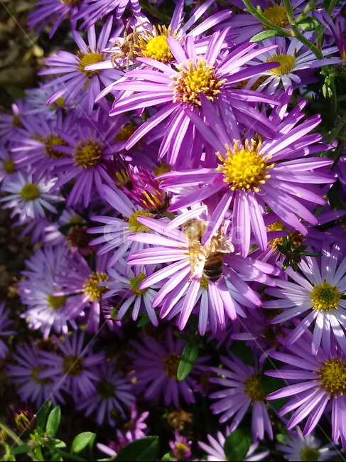 아스타,aster,plant,flower,식물,꽃,blossom,식물,자연,plants,nature
