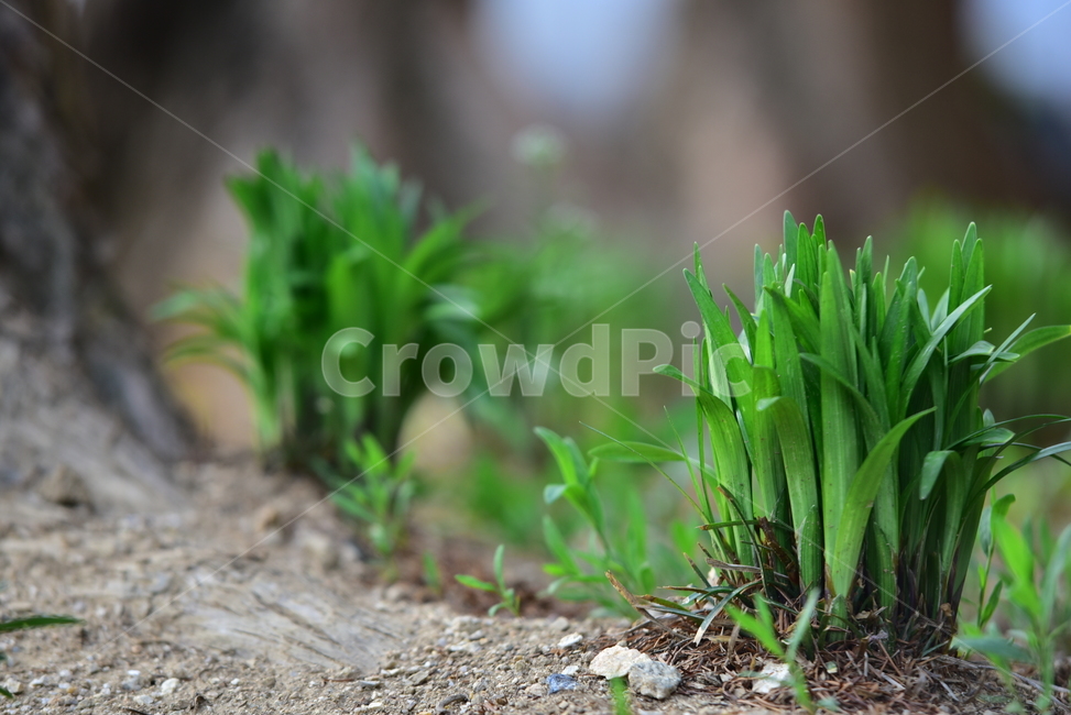 맥문동,새싹,초록색,자연,식물,편백나무,줄기,나무,감성사진,plant,tree,nature
