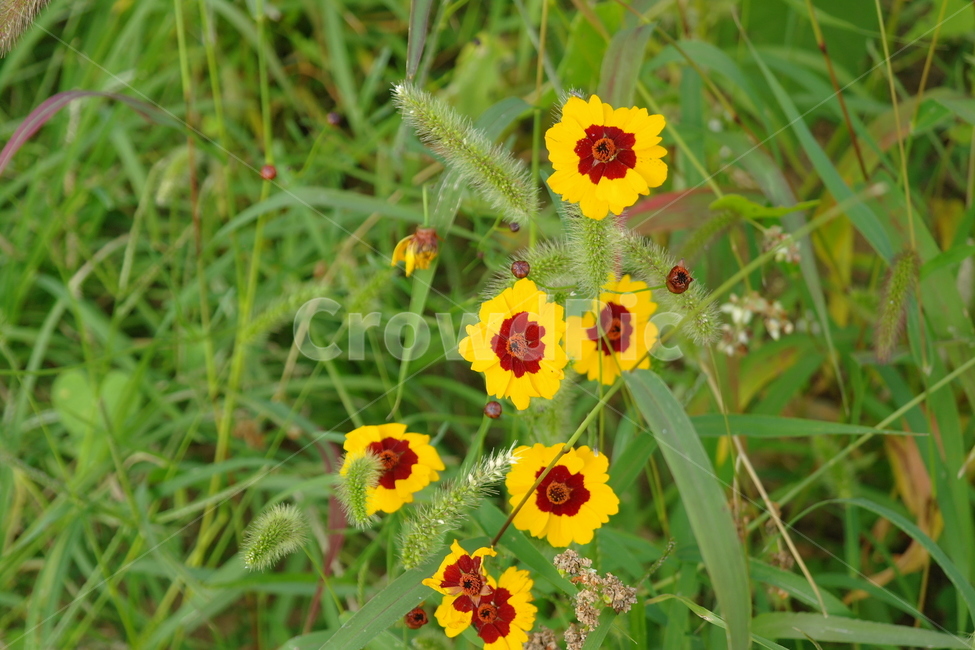 봄,꽃,자연,초록,들꽃,식물,자연,plants,nature,꽃,flower