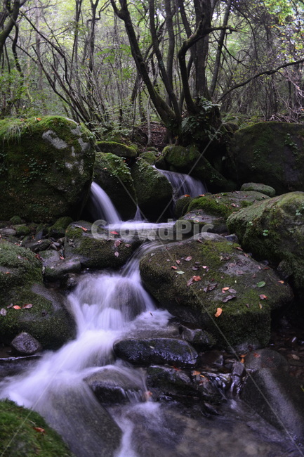 계곡,이끼계곡,자연,산,숲속,자연,풍경,nature,landscape,water,물,outdoors,옥외,river,강,stream,흐름,creek,작은 만
