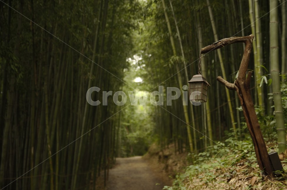 대나무길,등,대나무숲,가을,풍경,식물,plant,자연,풍경,nature,landscape,나무,trees,wood