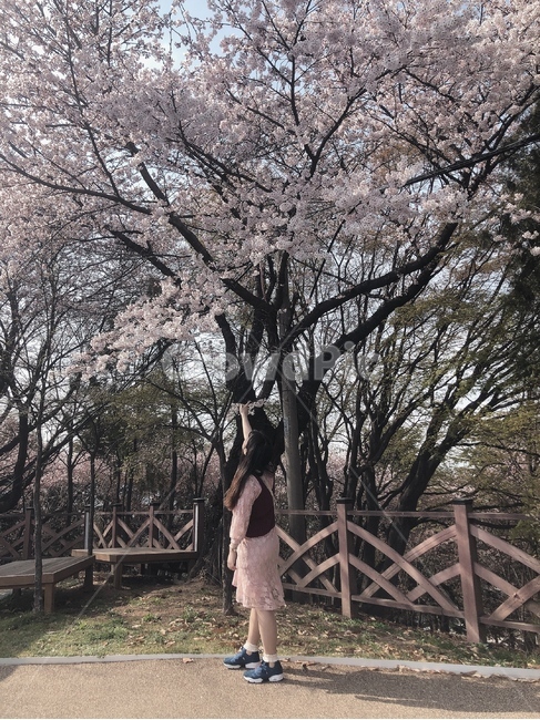 벚꽃,원피스,사람뒷모습,핑크색,핑크원피스,벚꽃나무