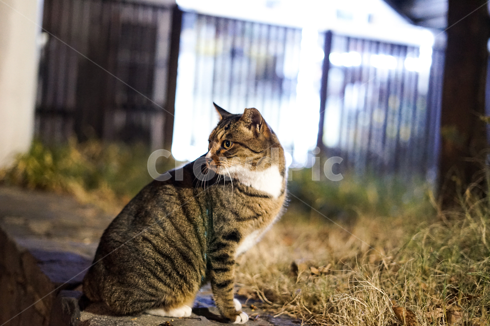 고양이,동물,포유류,길냥이,cat,animal,pet,동물,animal,포유류,mammal,고양이,cat,kitten,kitty